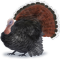 Turkey Bingo